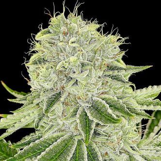 Cash Cow (Anesia Seeds) Feminiserade