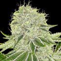 Cash Cow (Anesia Seeds) Feminiserade