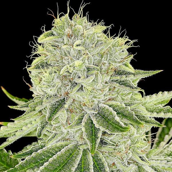 Cash Cow (Anesia Seeds) Feminiserade