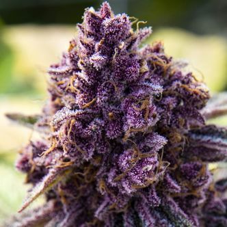 Dankberry (Anesia Seeds) Feminiserade cannabisfr&ouml;n