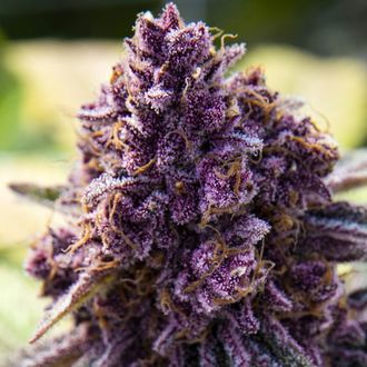 Dankberry (Anesia Seeds) Feminiserade