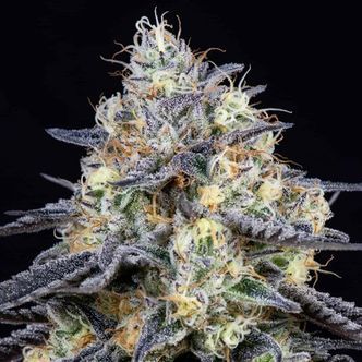 Foster (Anesia Seeds) Feminiserade cannabisfr&ouml;n