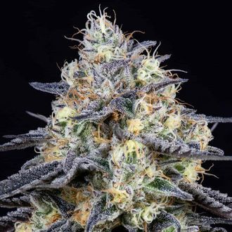Foster (Anesia Seeds) Feminiserade