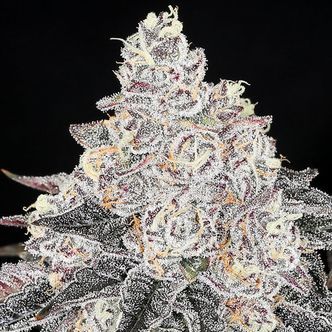 Frozen Black Cherry (Anesia Seeds) Feminiserade