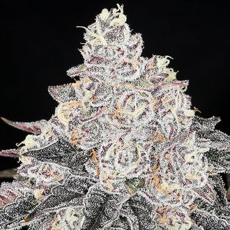 Frozen Black Cherry (Anesia Seeds) Feminiserade