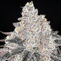 Frozen Black Cherry (Anesia Seeds) Feminiserade