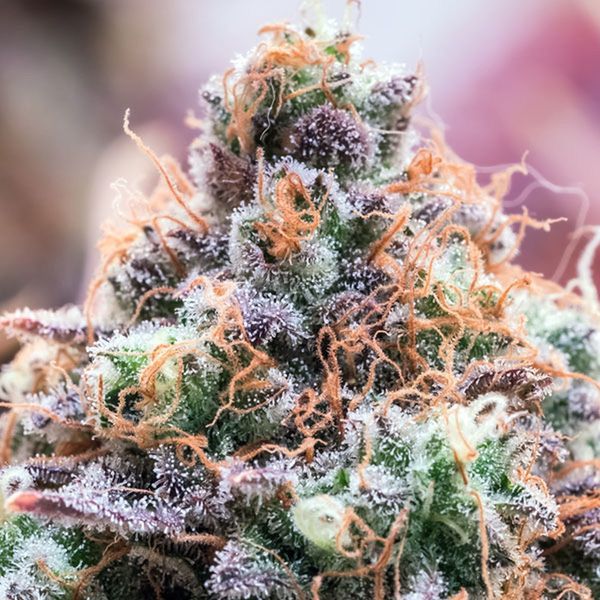 Future Island (Anesia Seeds) Feminiserade