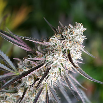 Florida Gaspack (Humboldt Seed Organization) Feminiserade
