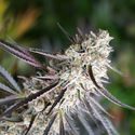 Florida Gaspack (Humboldt Seed Organization) Feminiserade