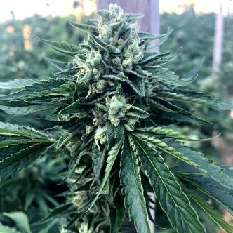 Cinnamon Buddha OG (Humboldt Seed Organization) feminiserade cannabisfr&ouml;n