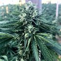 Cinnamon Buddha OG (Humboldt Seed Organization) Feminiserade