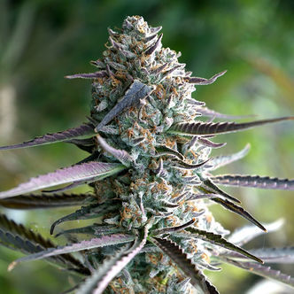 Runtz Fast Flowering (Humboldt Seed Organization) feminiserade cannabisfr&ouml;n