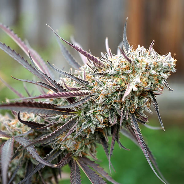 Ice Cream Cake snabbblommande (Humboldt Seed Organization) Feminiserade
