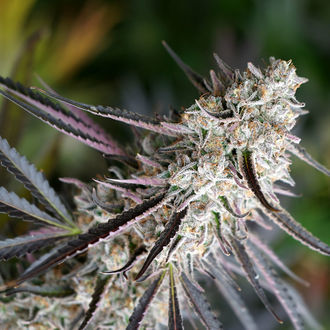 Peanut Butter Breath Snabb blomning (Humboldt Seed Organization) Feminiserade