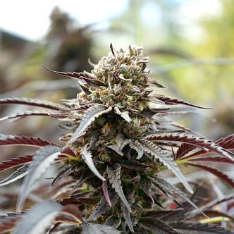 White Runtz snabbblommande (Humboldt Seed Organization) feminiserade cannabisfr&ouml;n