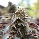 White Runtz snabbblommande (Humboldt Seed Organization) Feminiserade