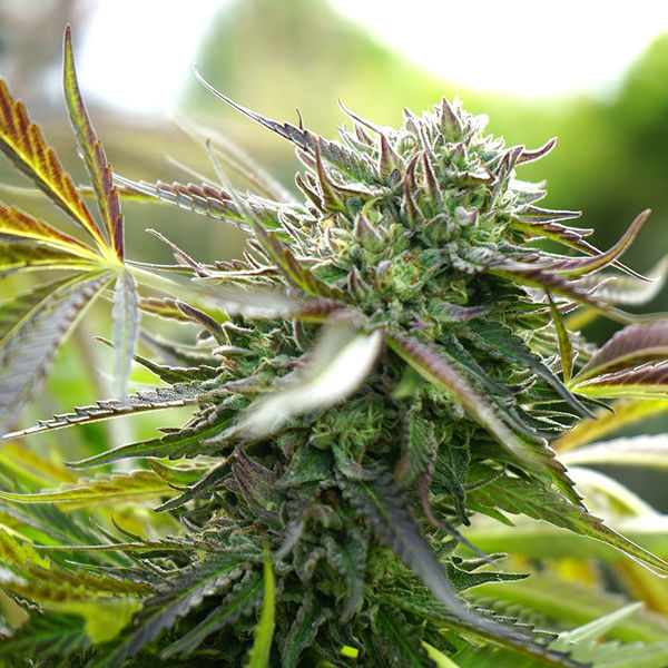Pineapple Chem Auto (Humboldt Seed Organization) Feminiserade