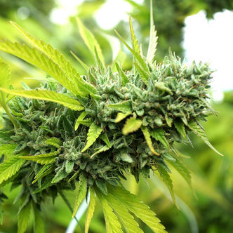 Mango OG Auto (Humboldt Seed Organization) feminiserade cannabisfr&ouml;n