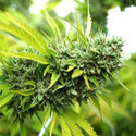Mango OG Auto (Humboldt Seed Organization) Feminiserade