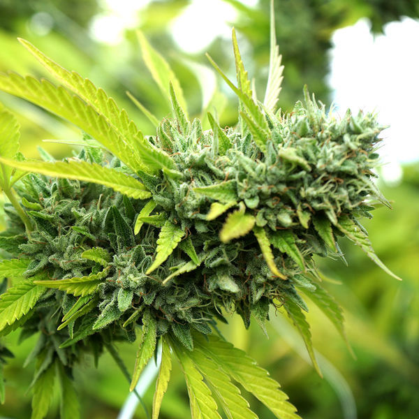 Mango OG Auto (Humboldt Seed Organization) Feminiserade