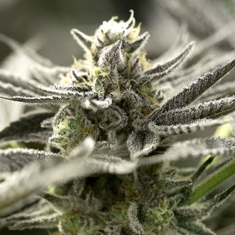 OGKZ Auto (Humboldt Seed Organization) feminiserade