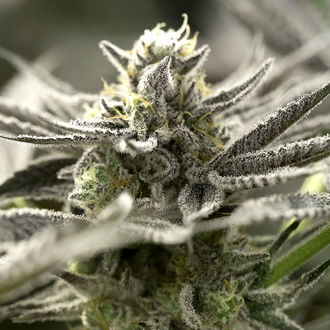 OGKZ Auto (Humboldt Seed Organization) Feminiserade