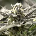 OGKZ Auto (Humboldt Seed Organization) Feminiserade