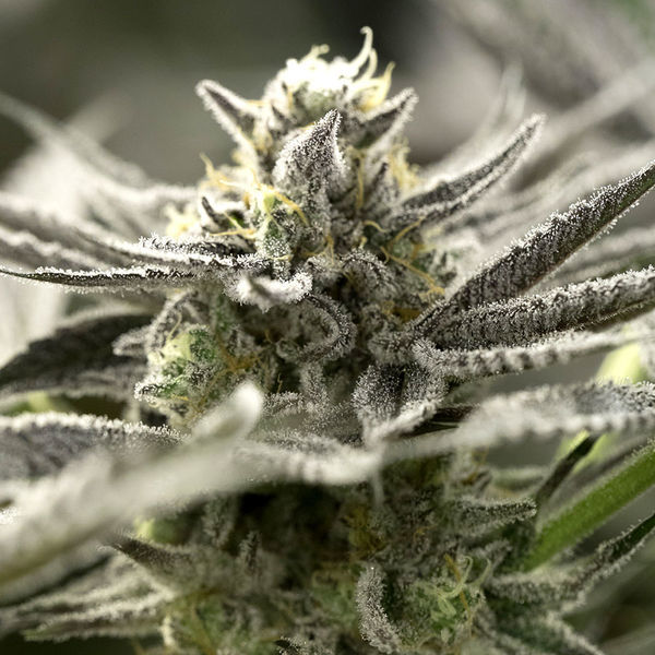 OGKZ Auto (Humboldt Seed Organization) Feminiserade