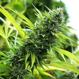 Banana Sapphire (Humboldt Seed Organization) Feminiserade