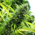 Banana Sapphire (Humboldt Seed Organization) Feminiserade