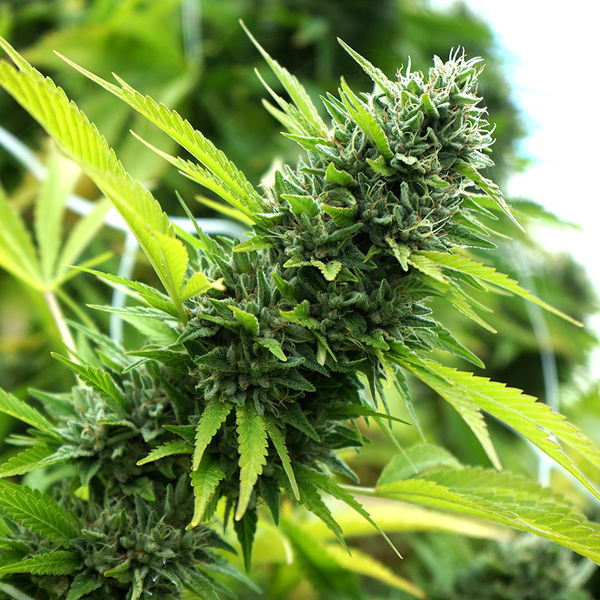 Banana Sapphire (Humboldt Seed Organization) Feminiserade