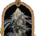 Quicklato Sherbet (Exotic Seed) Feminiserade
