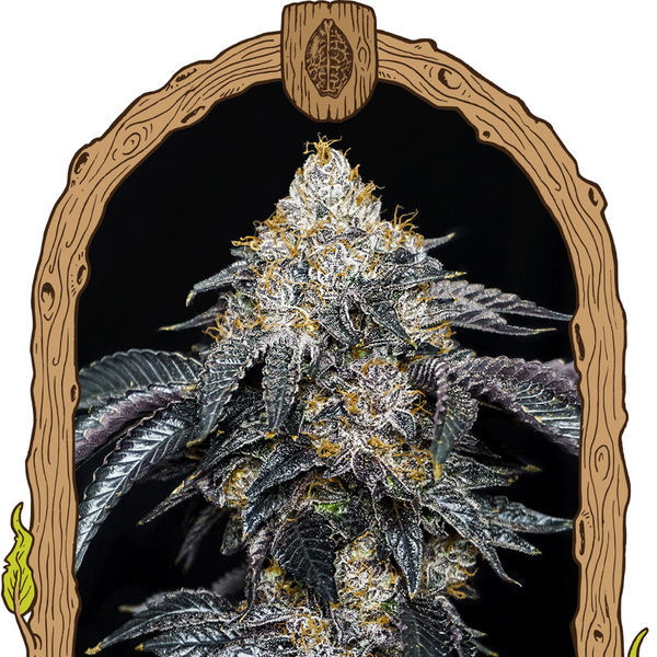 Quicklato Sherbet (Exotic Seed) Feminiserade