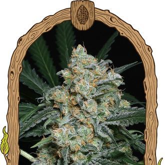 Zkittalicious Auto (Exotic Seed) Feminiserade