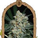 Zkittalicious Auto (Exotic Seed) Feminiserade