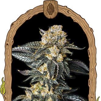 Zkittaberry Auto (Exotic Seeds) feminiserade
