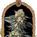 Zkittaberry Auto (Exotic Seed) Feminiserade
