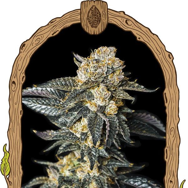 Zkittaberry Auto (Exotic Seed) Feminiserade