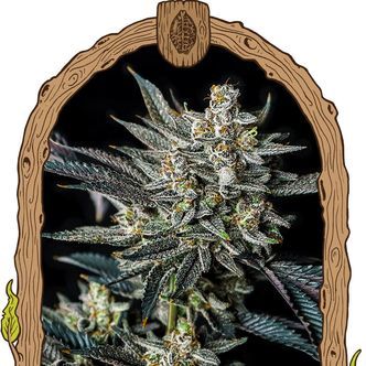 Jelly Banana Auto (Exotic Seed) feminiserade cannabisfr&ouml;n