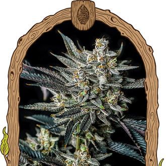 Jelly Bananen Auto (Exotic Seeds) Feminiserade