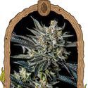 Jelly Bananen Auto (Exotic Seeds) Feminiserade
