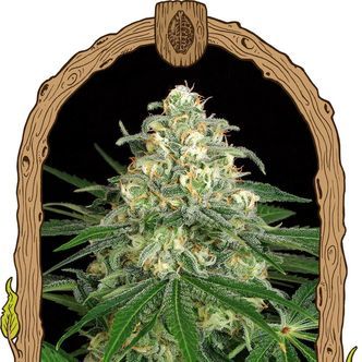 Z&Z Auto (Exotic Seed) feminiserade