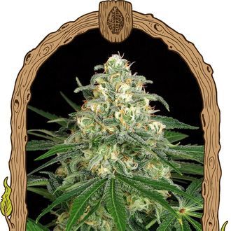 Z&Z Auto (Exotic Seed) Feminiserade