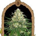 Z&Z Auto (Exotic Seed) Feminiserade