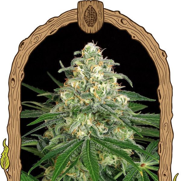 Z&Z Auto (Exotic Seed) Feminiserade