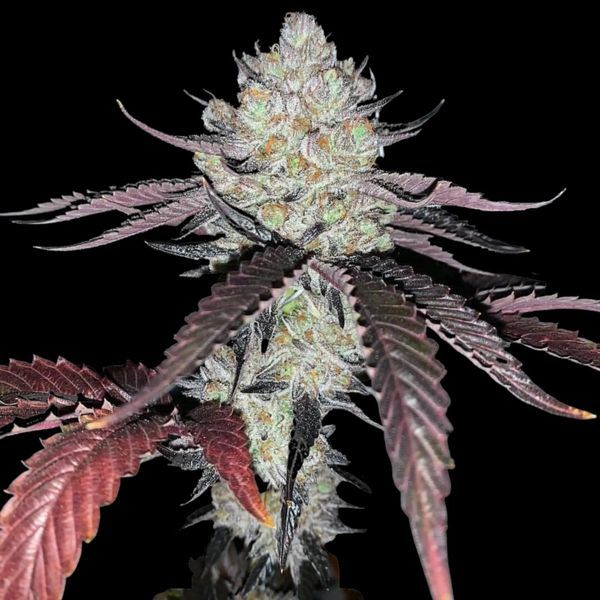 Marshmallow OG (Compound Genetics) Feminiserade