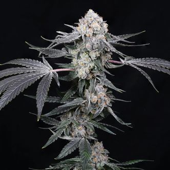 High Society (Compound Genetics) Feminiserade