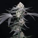 High Society (Compound Genetics) Feminiserade