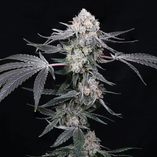 High Society (Compound Genetics) Feminiserade