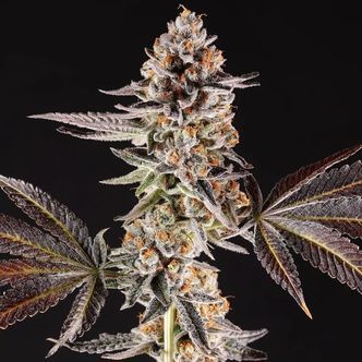 La Bomba (Compound Genetics) Feminiserade